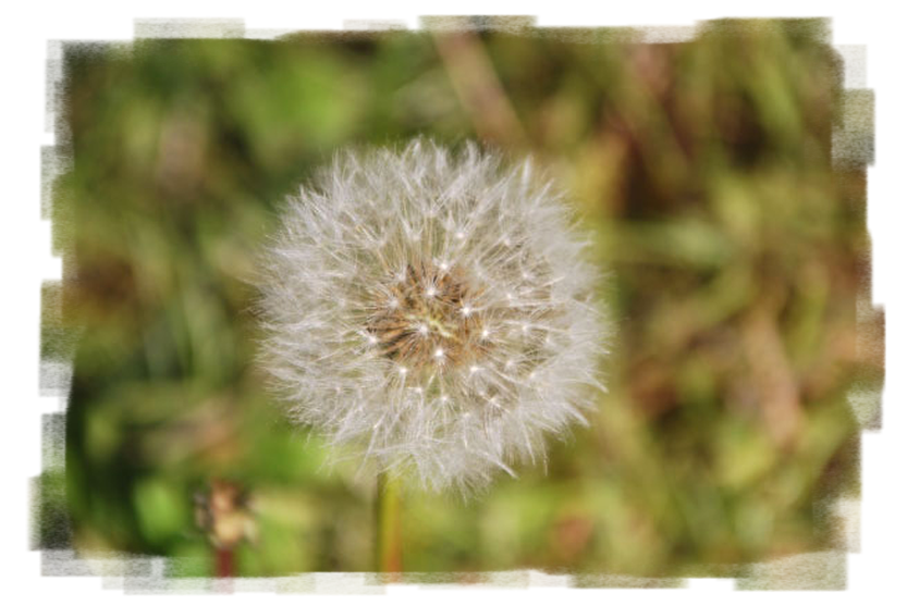Löwenzahn Pusteblume